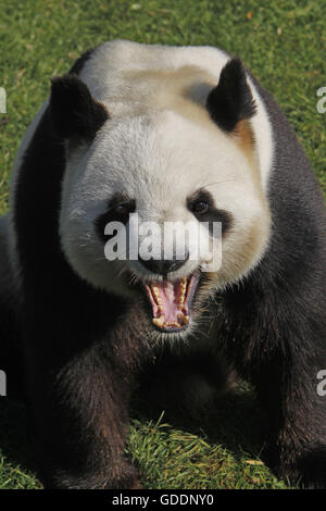 Giant Panda, ailuropoda melanoleuca, Adult Yawning Stock Photo