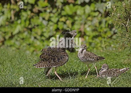 Ruff, philomachus pugnax, Male displaying to Female, Pyrenees in the south of France Stock Photo