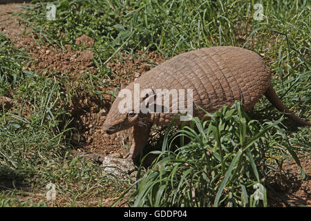 Yellow or Six-banded Armadillo, euphractus sexcinctus, Adult standing at Den Entrance