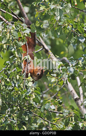 Red Squirrel, sciurus vulgaris, Adult Hanging from Branch, Auvergne in France Stock Photo