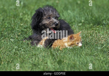 Grey Standard Poodle, Pup and Kitten laying on Grass Stock Photo