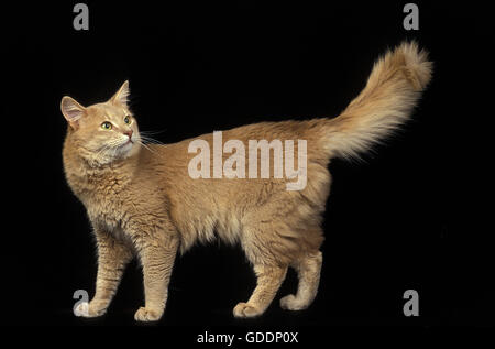 Fawn Somali Domestic Cat, Adult standing against Black Background Stock Photo