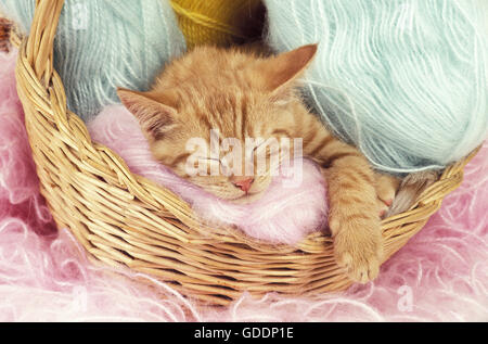 Red tabby European Domestic Cat, Kitten sleeping in Wool balls Stock Photo