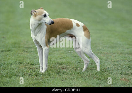Whippet Dog, Male standing on Lawn Stock Photo