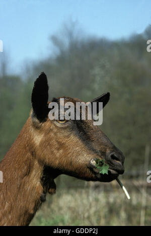 Alpine Chamoisee Domestic Goat eating Grass, a French Breed Stock Photo