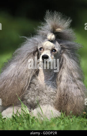 Grey Miniature Poodle, Adult laying on Grass Stock Photo
