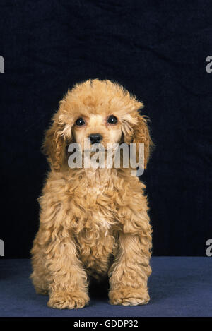 Apricot Miniature Poodle, Pup against Black Background Stock Photo