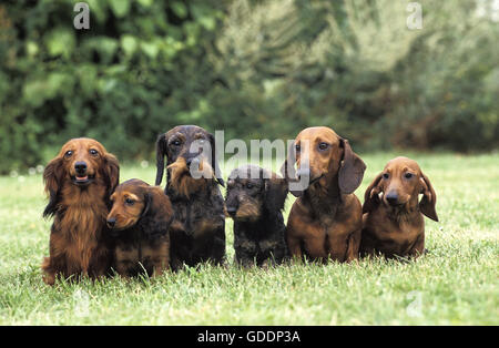 Wire-Haired, Smooth-Haired and Long-Haired Dachshund standing on Grass Stock Photo