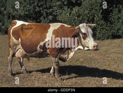 Montbeliarde Domestic Cattle, a French Breed Stock Photo