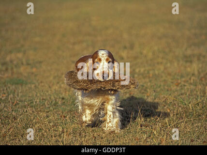 English Cocker Spaniel, Dog bringing back a False Prey Stock Photo