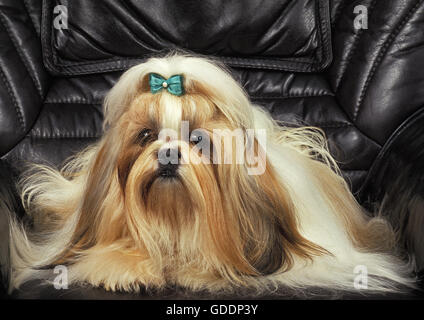Shi Tzu Dog laying Stock Photo