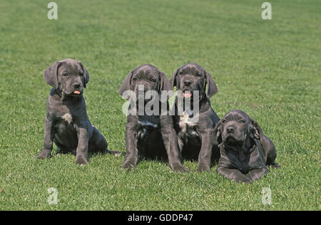 Neapolitan Mastiff Dog, Pup on Lawn Stock Photo