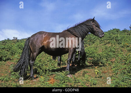 Pottok Horse, Pyrennees in France Stock Photo