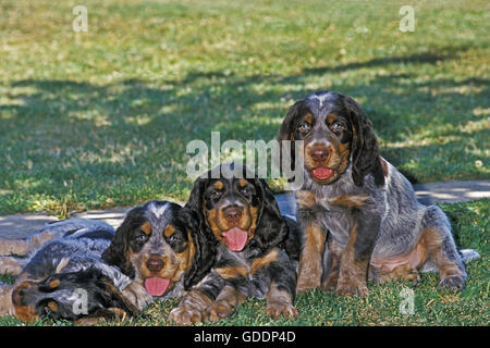 Picardy Spaniel Pups Stock Photo