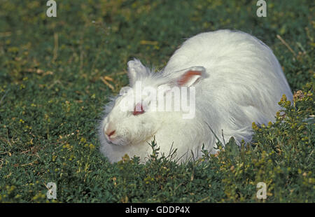 Angora Domestic Rabbit laying on Grass Stock Photo