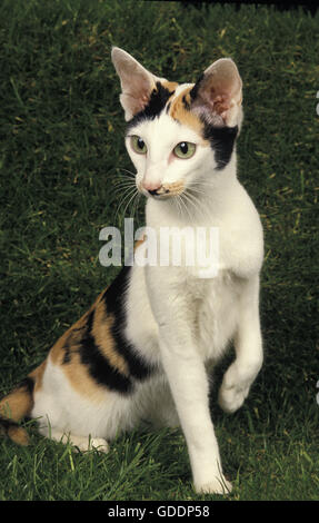Oriental Domestic Cat, Adult sitting on Grass Stock Photo