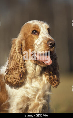 English Cocker Spaniel, Portrait of Dog Stock Photo