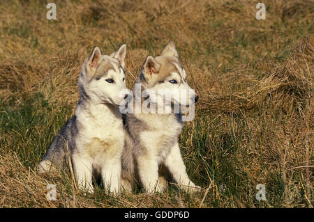 Siberian Husky, Puppies sitting on Grass Stock Photo