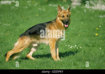 German Shepherd Dog, Male standing on Grass Stock Photo