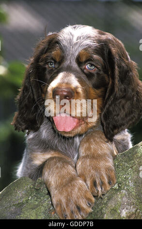 Picardy Spaniel Pup Stock Photo