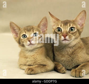 Red Abyssinian Domestic Cat, Mother and Kitten laying Stock Photo