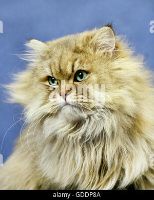 Golden Persian Domestic Cat, Portrait Stock Photo
