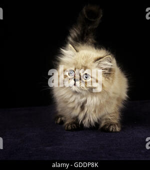 Colourpoint Seal Point Persian Domestic Cat, Kitten standing against Black Background Stock Photo