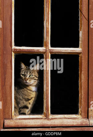 Brown Tabby Domestic Cat sitting at Window Stock Photo
