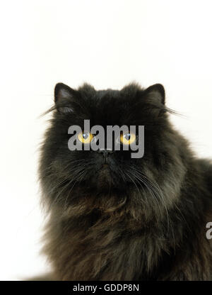 Black Persian Domestic Cat against White Background Stock Photo