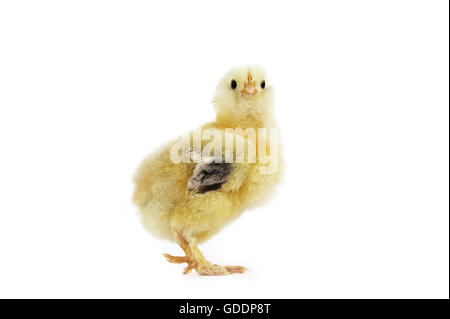 Chick against White Background Stock Photo