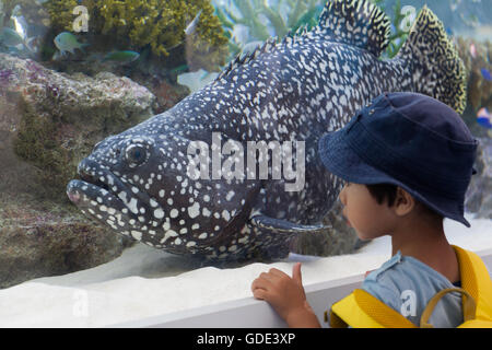 Tokyo, Japan. 16th July, 2016. A boy looks at a giant grouper from Okinawa swimming inside a 14-tonne tank set up outside Sony Building in Ginza on July 16, 2016, Tokyo, Japan. The annual Sony Aquarium shows off 24 different species from Japan's southern islands in partnership Okinawa Churaumi Aquarium. This year Sony Building celebrates its 50th anniversary with some 500 fish from July 15 to August 28, 2016. Credit:  Rodrigo Reyes Marin/AFLO/Alamy Live News Stock Photo