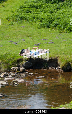 Cadover Bridge, Dartmoor, Devon, UK. 16th July 2016. UK Weather: People flock to Cadover Bridge to sunbathe and swim in the river. Cadover Bridge is not many miles from the Dartmoor Zoo at Sparkwell where Flaviu a two-year-old male Carpathian Lynx went missing very recently. Attempts continue to capture Flaviu continue and people have been warned not to approach the wild cat. Credit:  Graham M. Lawrence/Alamy Live News. Stock Photo