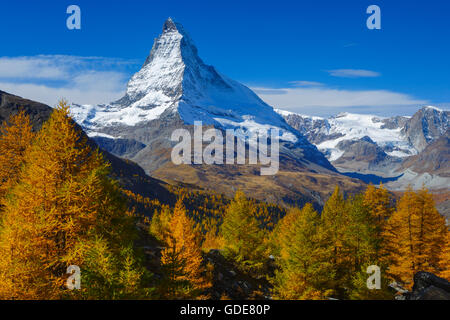 Matterhorn and larches,Valais,Switzerland Stock Photo