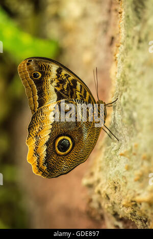 Caligo,owl butterfly Stock Photo