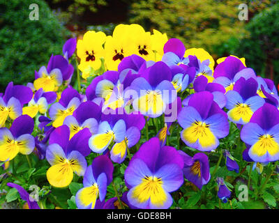 horned pansy,viola cornuta Stock Photo