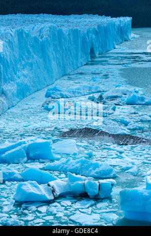 South America,Argentina,Patagonia,Santa Cruz,El Calafate,Los Glaciares,National Park,Perito Moreno,glacier,UNESCO,Worl Stock Photo