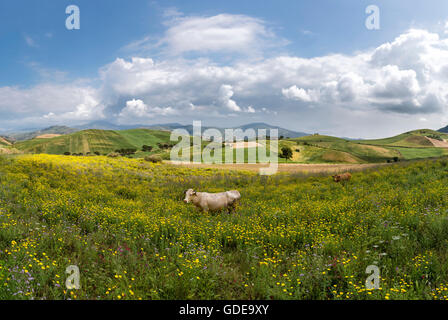 Sicily spring meadow landscape with flowers, Sicily Island, Italy Stock ...