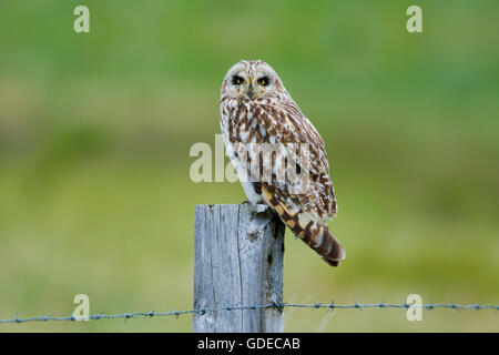 Short-eared Owl - sitting on fencepost Asio flammeus Flo Nature Reserve Iceland BI028857 Stock Photo