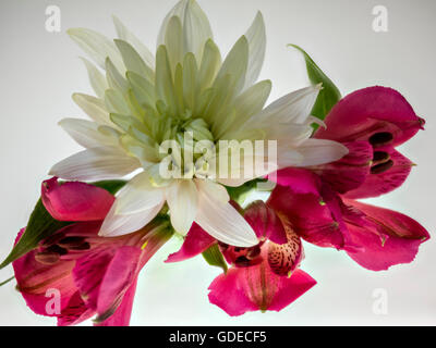 Alstromeria and Chrysanthemum flowers isolated and back lit to show their beauty and delicate petal structure. Stock Photo