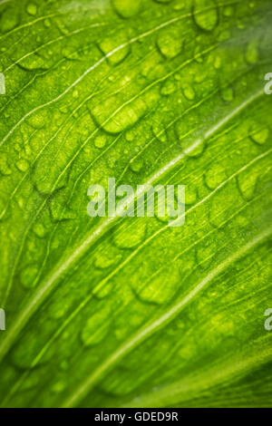 Water droplets on an Arum Lily leaf. Stock Photo