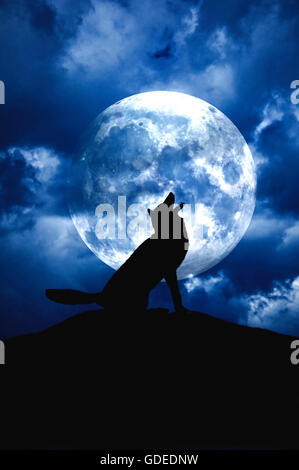 Wolf howling at moon Stock Photo - Alamy