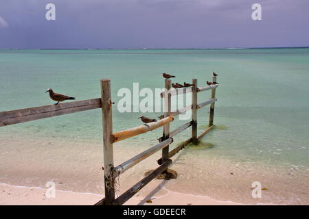 Brown noddy (Anous Stolidus), Cocos Island (île aux cocos), Rodrigues Island, Mauritius Stock Photo