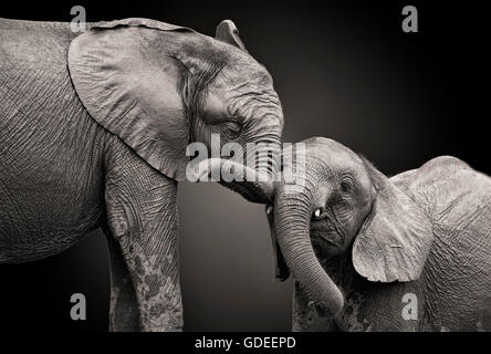 Couple of elephants in black and white colors.