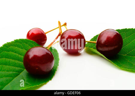 Cherry, four berries of ripe cherries and leaves , studio picture Stock Photo