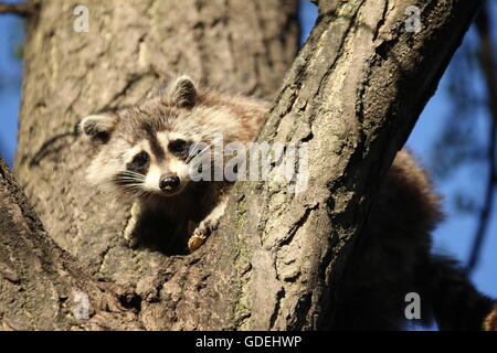 Raccoon in tree Stock Photo