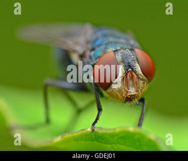 Close-up of a fly on leaf, Malaysia Stock Photo