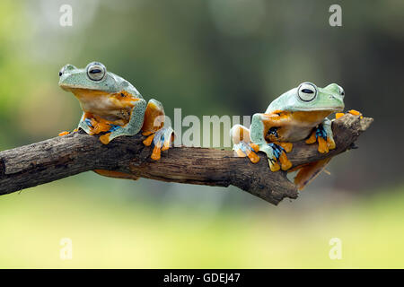 Two dumpy tree frogs sitting on branch Stock Photo