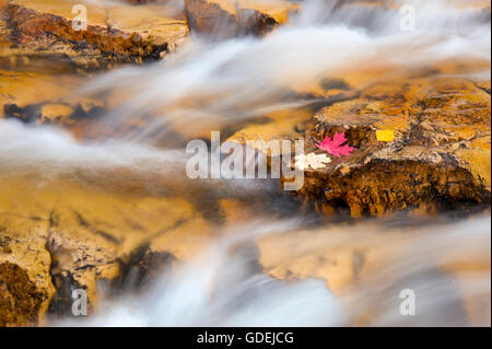 Maple and aspen leaves on a rock surrounded my cascading water from the Upper Provo River, Utah Stock Photo