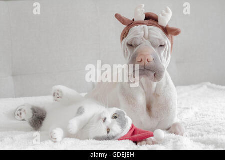 Shar pei dog dressed in antlers and british shorthair cat dressed in santa hat Stock Photo