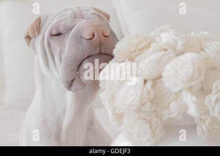 shar pei dog smelling a bouquet of white flowers Stock Photo